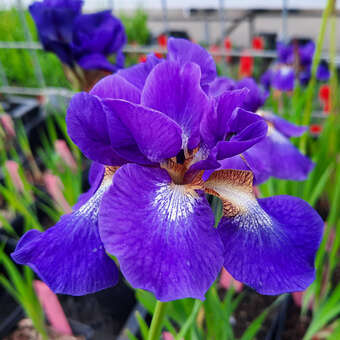 Iris sibirica 'Ruffled Velvet'