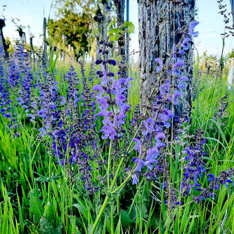 Salvia pratensis haematodes