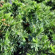 Juniperus conferta 'Blue Pacific': Bild 1/2