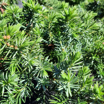 Juniperus conferta 'Blue Pacific'