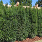 Taxus media 'Hillii' - Schlanke Heckeneibe