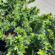Juniperus conferta 'Blue Pacific': Bild 2/2