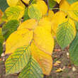 Cladrastis kentukea: Bild 3/9