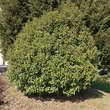 Prunus lusitanica 'Angustifolia': Bild 5/6