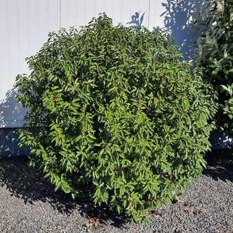 Portugiesischer Kirschlorbeer (Prunus lusitanica 'Angustifolia') wei  kaufen | Praskac