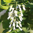 Cladrastis kentukea: Bild 1/9