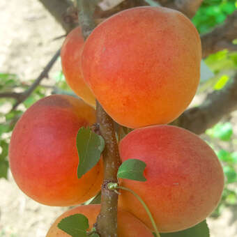 Prunus armeniaca 'Schafbergmarille'