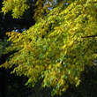 Cladrastis kentukea: Bild 4/9