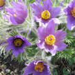 Pulsatilla vulgaris: Bild 5/8