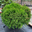 Cryptomeria japonica 'Vilmoriniana': Bild 4/4