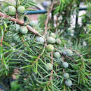Juniperus communis 'Eva' - Weiblicher Heidewacholder, Gewürzwacholder
