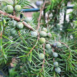 Juniperus communis 'Eva' weiblich - Weiblicher Heidewacholder, Gewürzwacholder