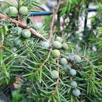 Juniperus communis 'Eva'