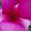 Magnolia 'Purple Sensation': Bild 3/6