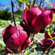Magnolia 'Felix Jury': Bild 1/11