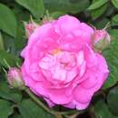 Rose 'Muscosa' (centifolia) - Historische Strauchrose