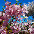 Prunus subhirtella 'Fukubana': Bild 1/10