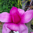 Magnolia 'Purple Sensation': Bild 2/6