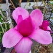 Magnolia 'Purple Sensation': Bild 1/6
