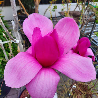 Magnolia 'Purple Sensation'