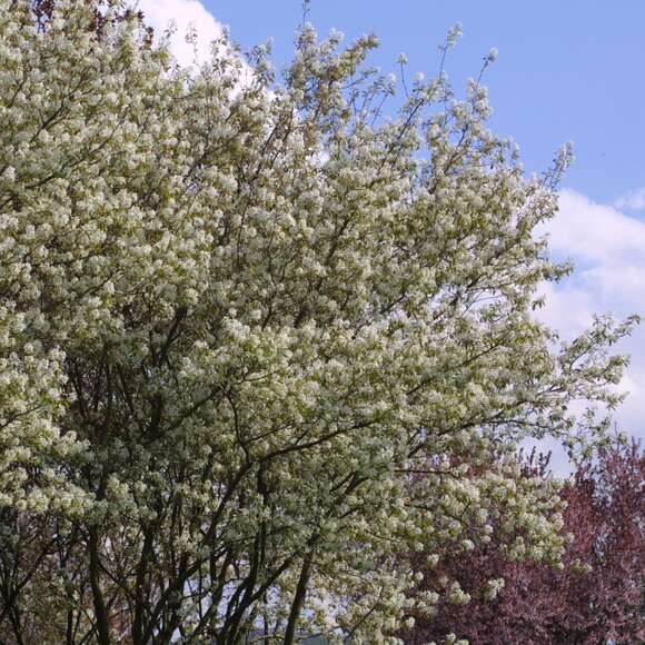 Amelanchier lamarckii: Bild 7/7 Amelanchier lamarckii: Bild 7/7