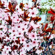 Prunus cerasifera 'Nigra': Bild 1/11
