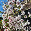 Prunus incisa 'February Pink': Bild 3/7