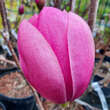 Magnolia 'Brixton Belle': Bild 1/2