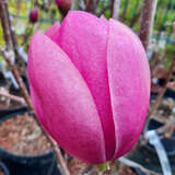 Magnolia 'Brixton Belle' - Großblumige Magnolie