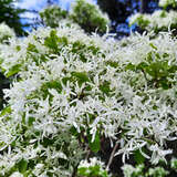 Chionanthus retusus - China-Schneeflockenbaum