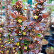 Berberis thunbergii 'Helmond Pillar': Bild 3/6