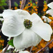 Cornus florida: Bild 2/10