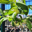 Lonicera caerulea kamtschatica 'Balalaika': Bild 2/3