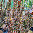Berberis thunbergii 'Helmond Pillar': Bild 5/6