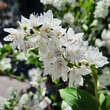 Deutzia gracilis: Bild 1/7