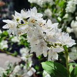 Deutzia gracilis - Zwergdeutzie