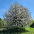 Prunus avium 'Germersdorfer Riesenkirsche': Bild 2/2