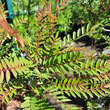 Sorbus vilmorinii: Bild 2/2