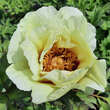 Paeonia suffruticosa gelb: Bild 3/6