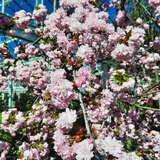 Prunus serrulata 'Kiku-shidare-zakura' - Jap. Hänge-Blütenkirsche