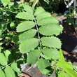 Sorbus domestica: Bild 4/10
