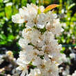 Malus toringo 'Tina': Bild 3/7
