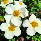 Potentilla fruticosa 'Tilford Cream' - Fünffingerstrauch