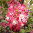 Ribes sanguineum 'King Edward VII': Bild 5/6