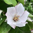 Cydonia 'Aromatnaja' ('Krymsk'): Bild 2/5