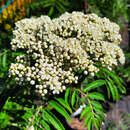 Sorbus 'Chinese Lace' - Palmwedel-Eberesche