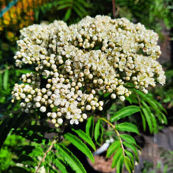 Sorbus 'Chinese Lace'