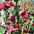 Cytisus 'Burkwoodii': Bild 2/3