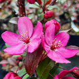 Malus 'Paul Hauber' - Zierapfel