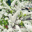Spiraea cinerea 'Grefsheim': Bild 2/4